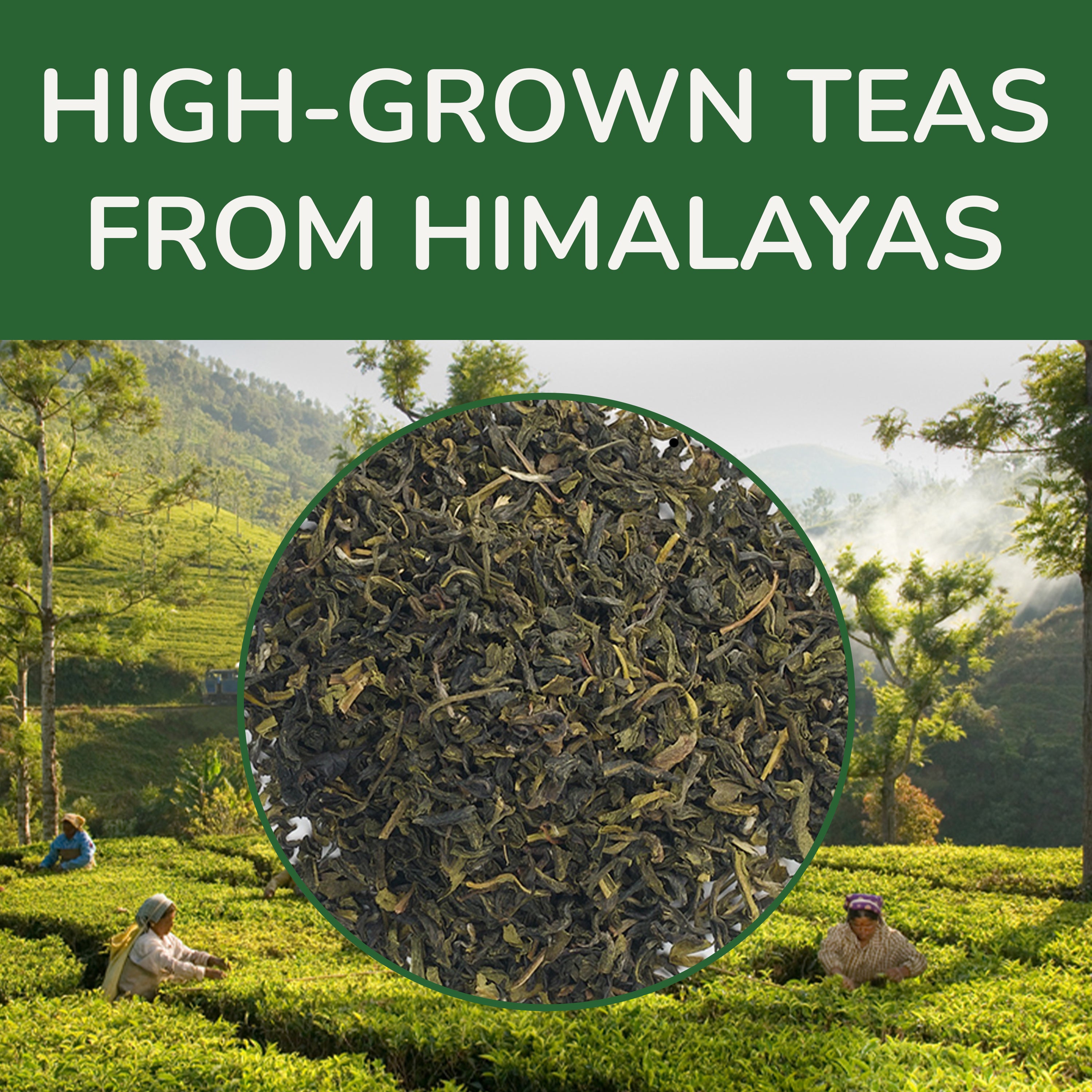 Green Tea, 3.53 oz Loose Tea