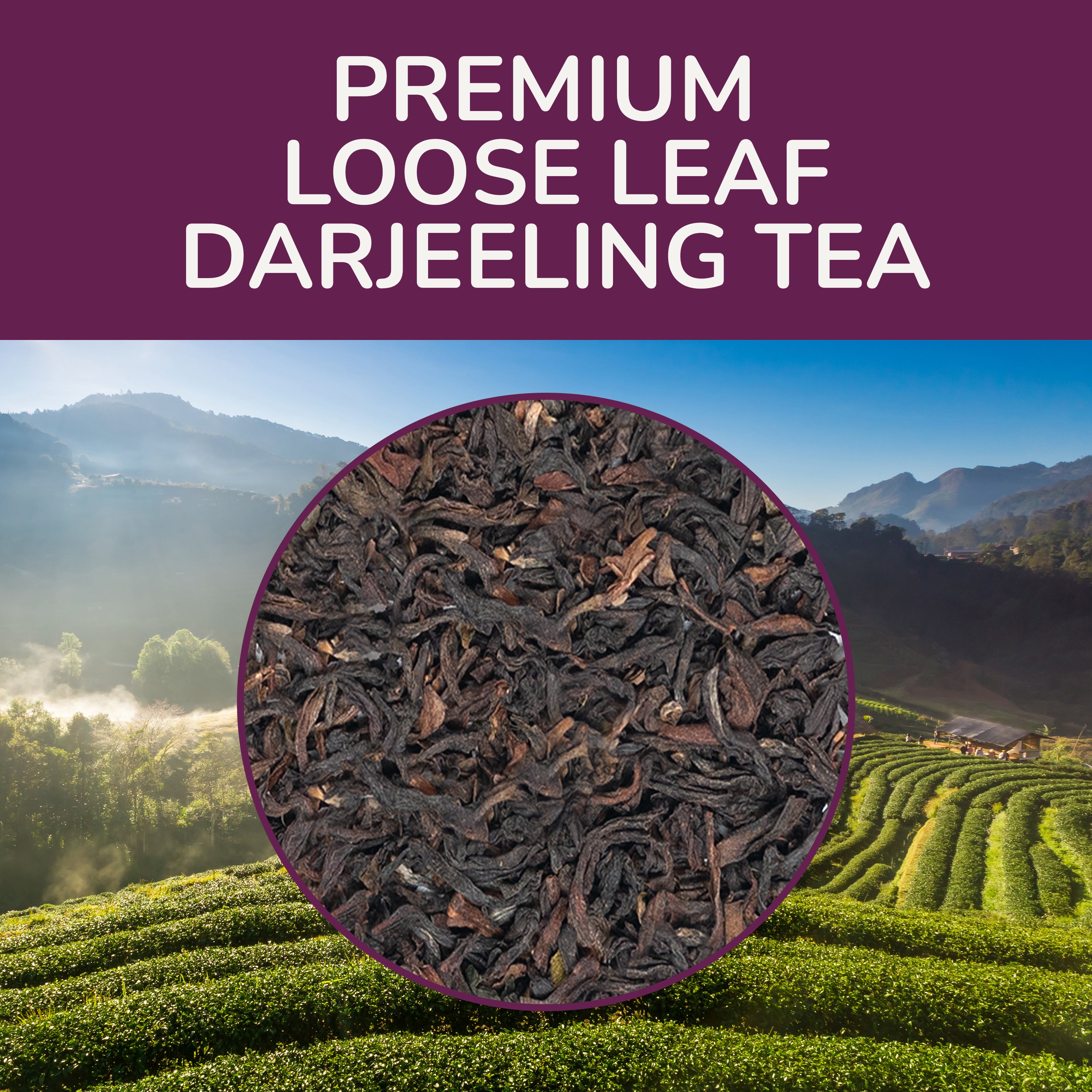 Darjeeling Black Tea, 3.53 oz Loose Tea