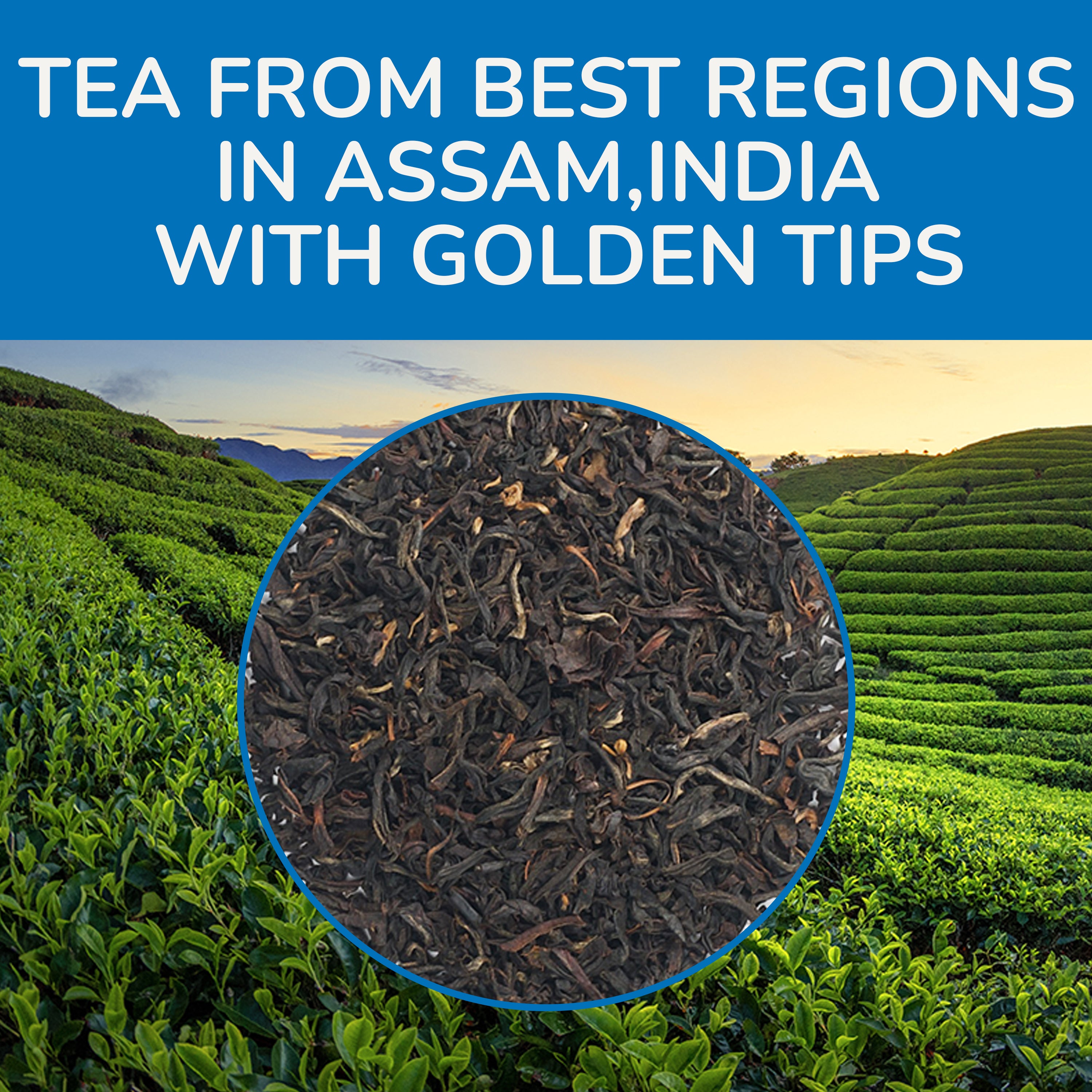 assam tea black rich and bold malty cup