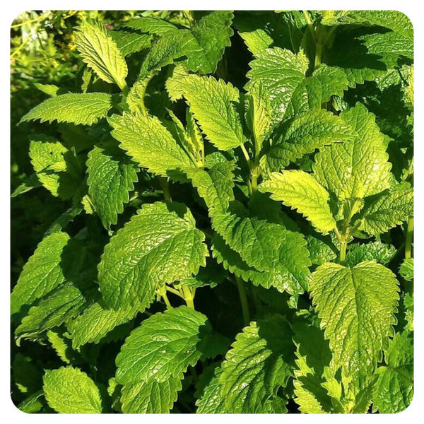 Lemon Balm