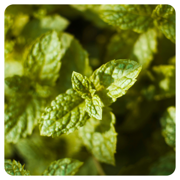 Spearmint
